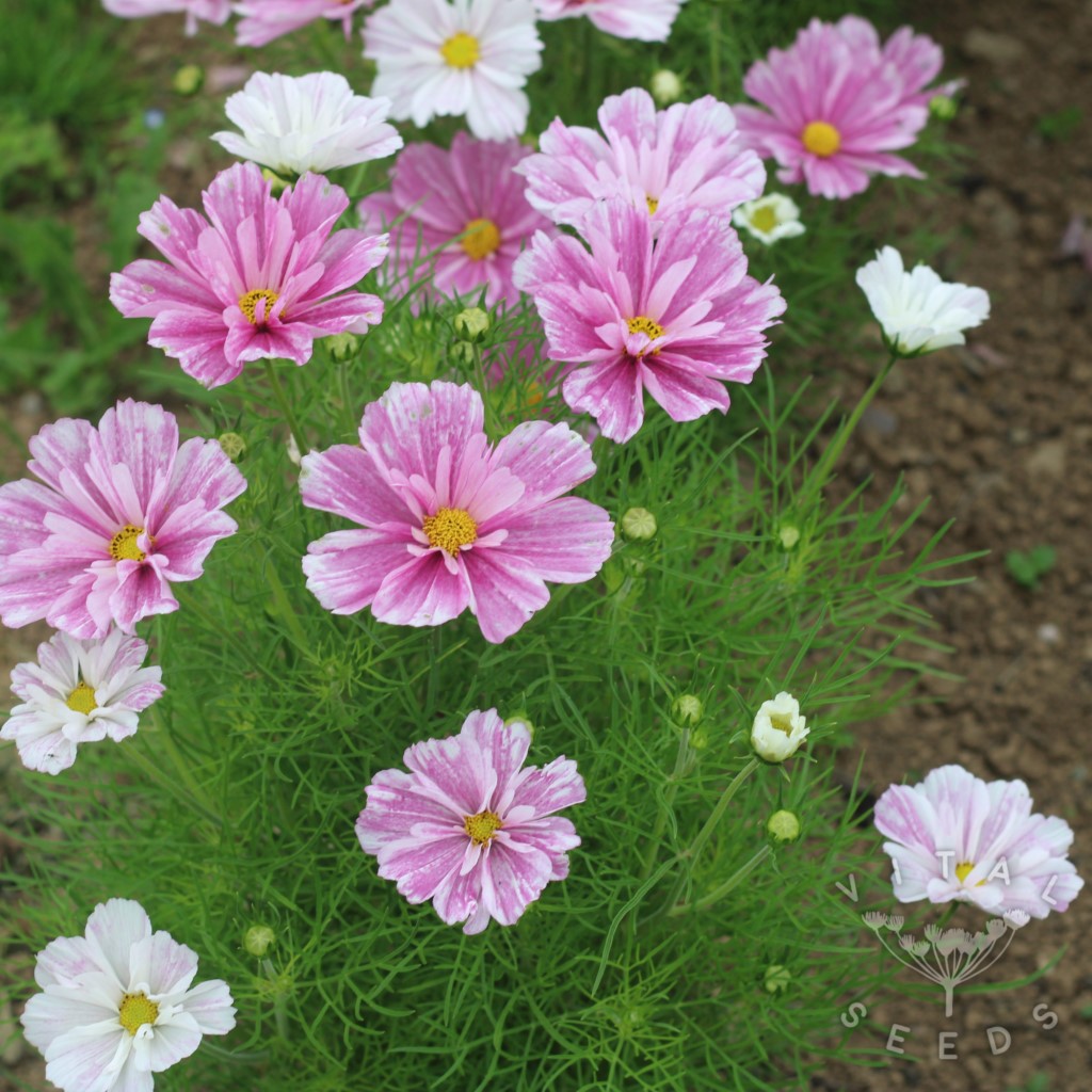Cosmos - Pink Mosaic (Organic) ***NEW FOR 2026***