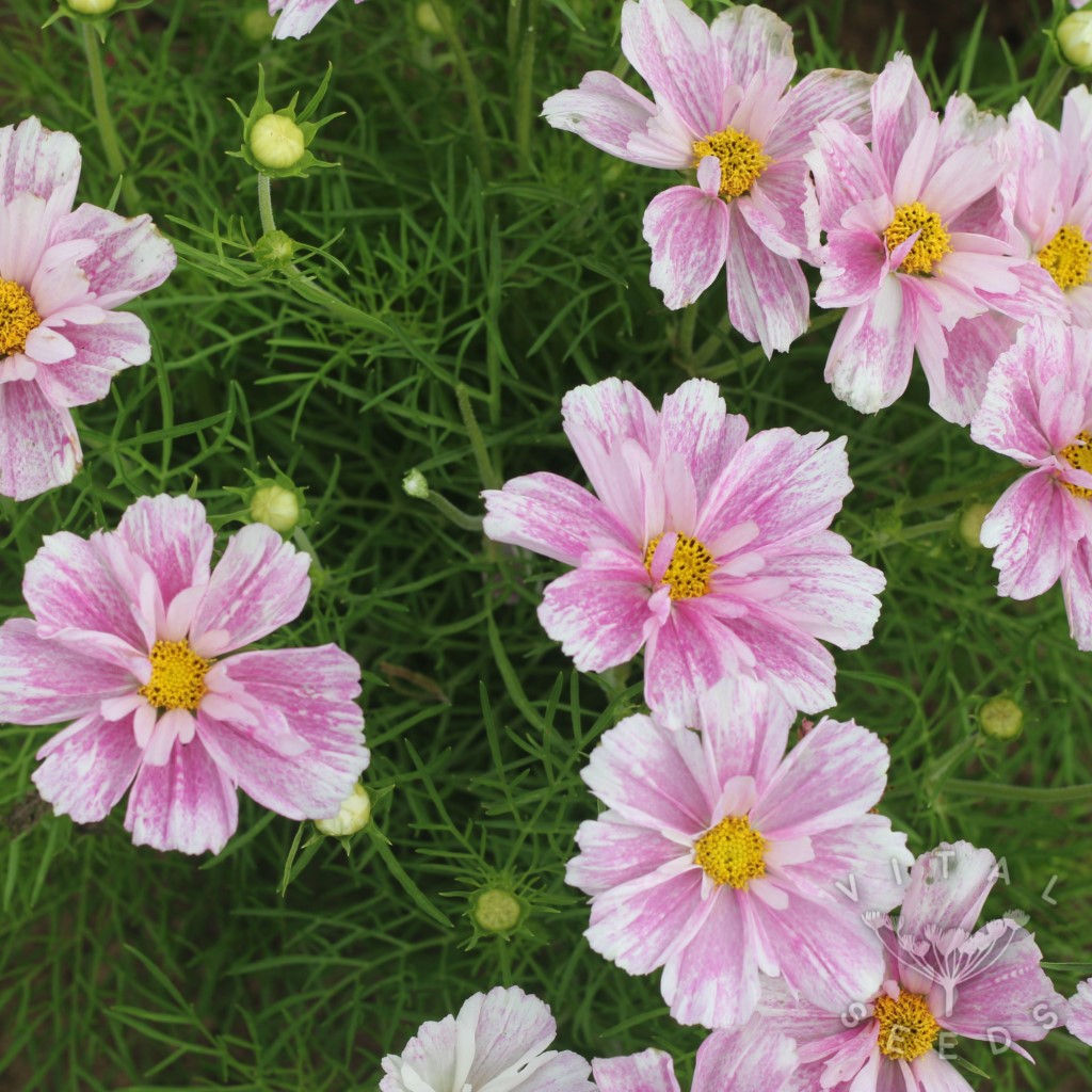 Cosmos - Pink Mosaic (Organic) ***NEW FOR 2026*** - Image 4