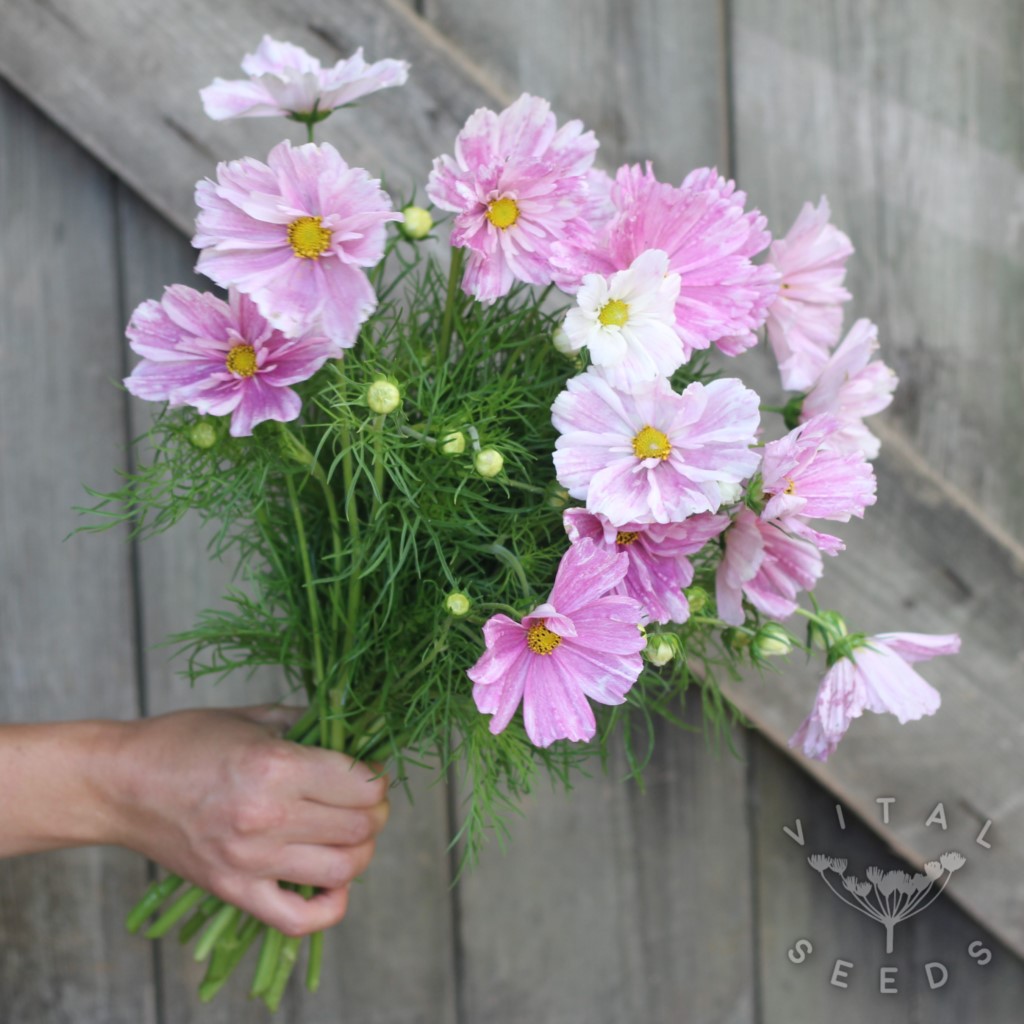 Cosmos - Pink Mosaic (Organic) ***NEW FOR 2026*** - Image 2