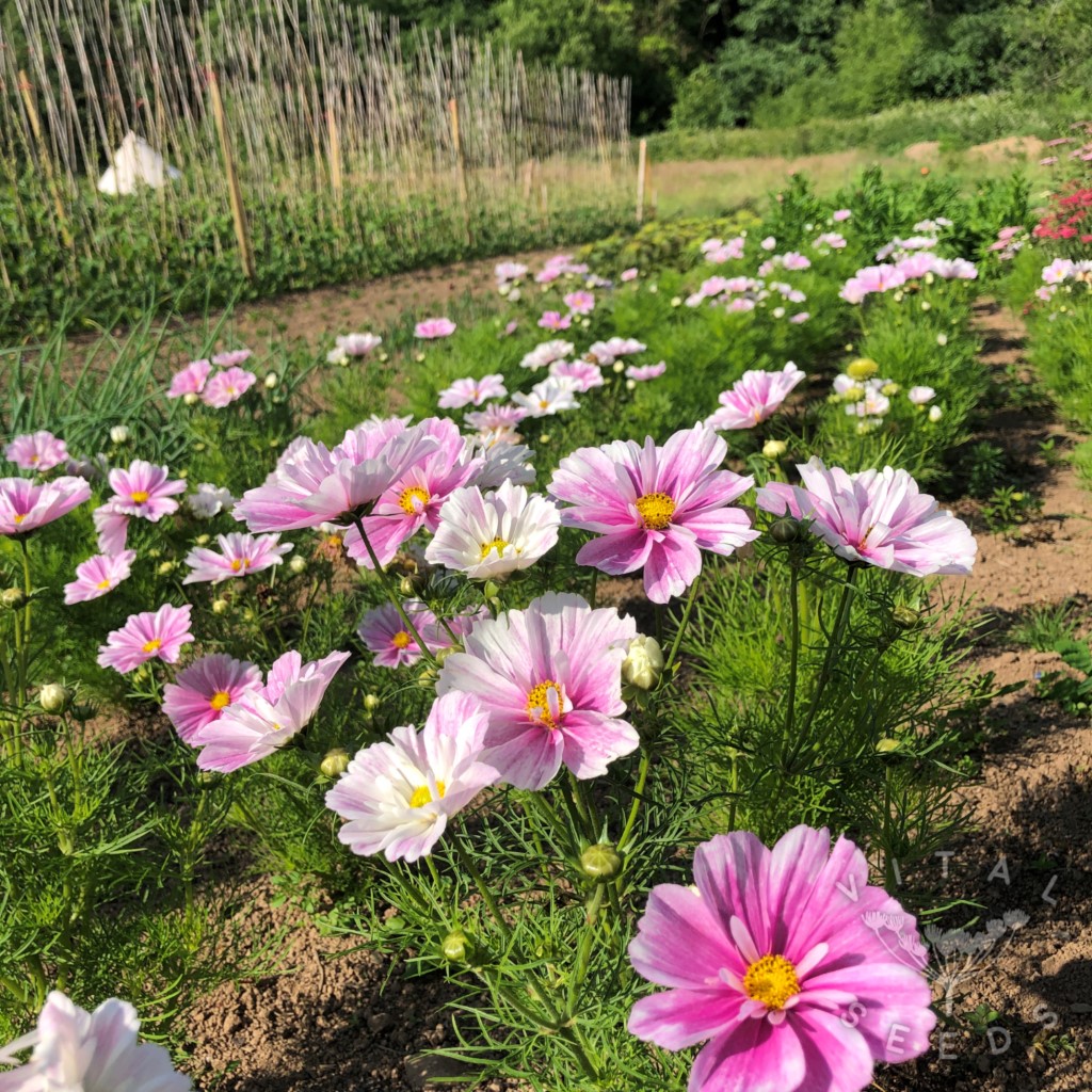 Cosmos - Pink Mosaic (Organic) ***NEW FOR 2026*** - Image 3