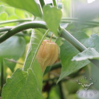 Physalis - Columbia Cherry (Organic) ***NEW FOR 2026***