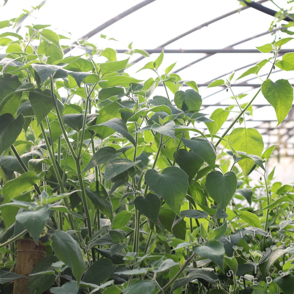 Physalis - Columbia Cherry (Organic) ***NEW FOR 2026*** - Image 3