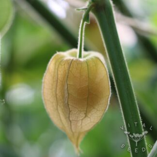 Physalis - Columbia Cherry (Organic) ***NEW FOR 2026***
