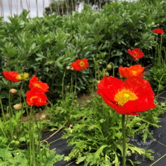 Iceland Poppy - Red Sails (Organic) ***NEW FOR 2026***