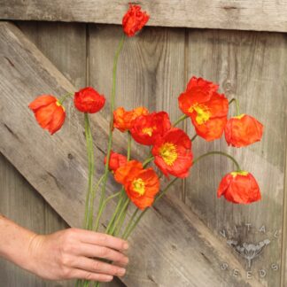 Iceland Poppy - Red Sails (Organic) ***NEW FOR 2026***