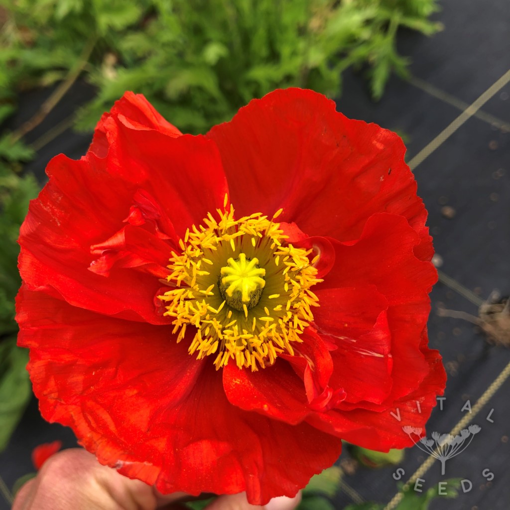 Iceland Poppy - Red Sails (Organic) ***NEW FOR 2026*** - Image 3