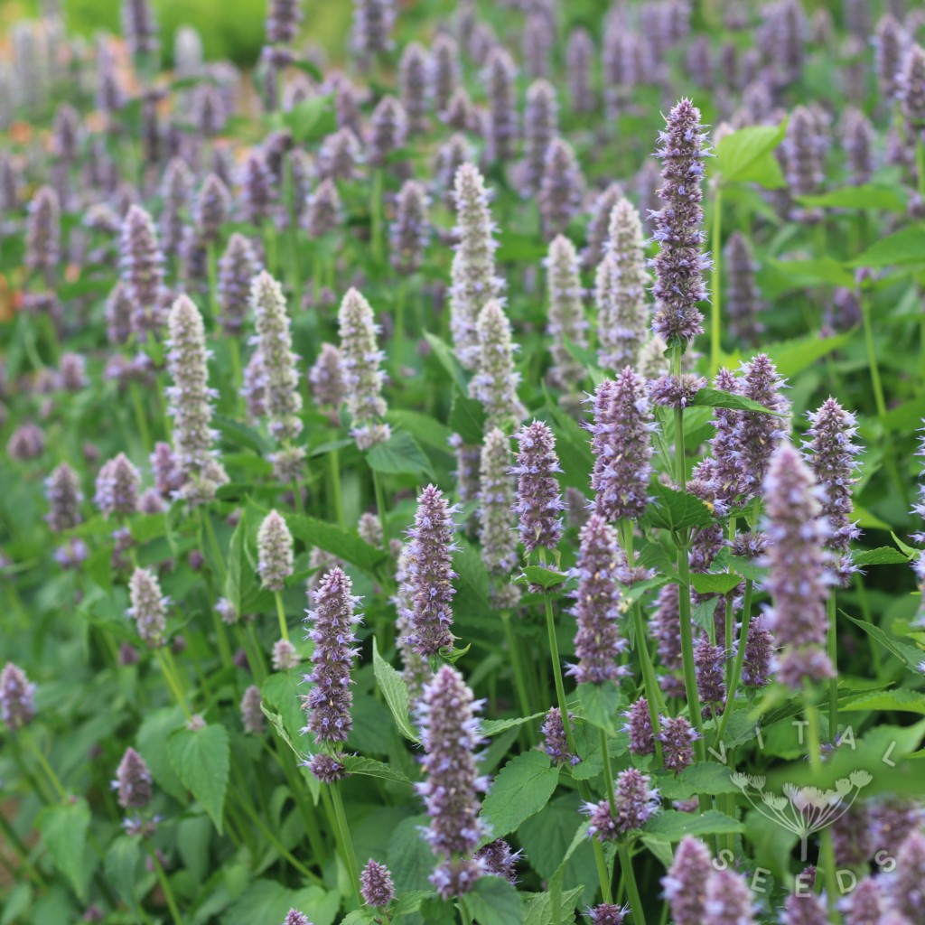 Korean Mint (Organic) - Image 4