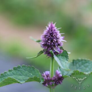 Korean Mint (Organic)