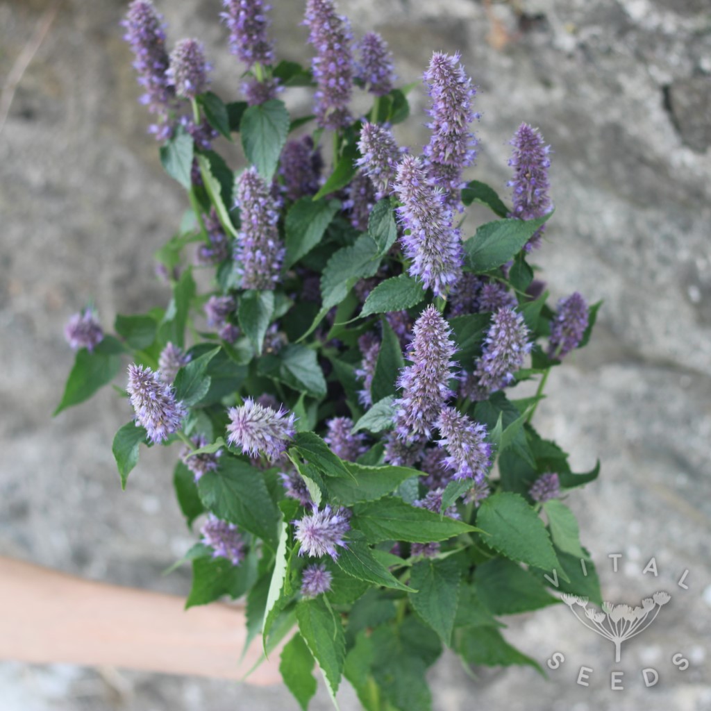 Korean Mint (Organic) - Image 2