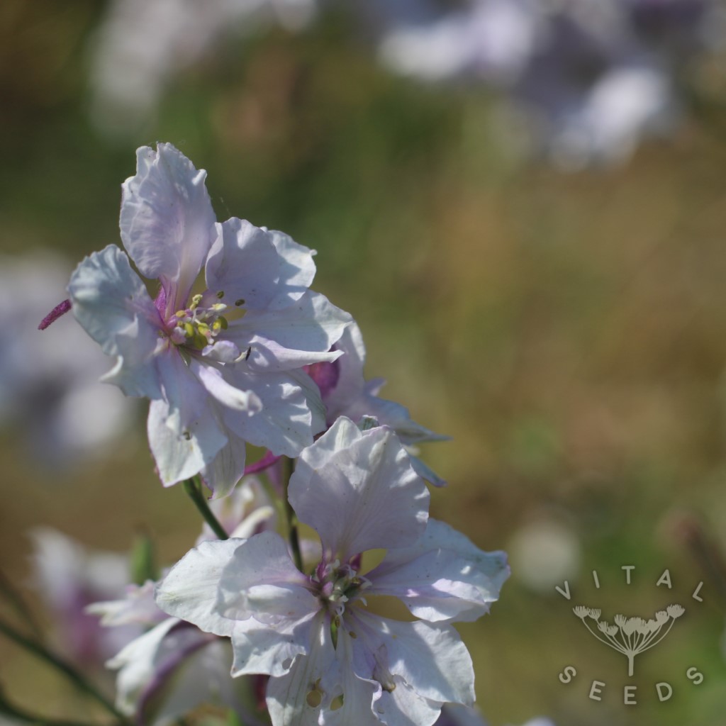 Larkspur - Smokey Eyes (Organic) ***NEW FOR 2026***