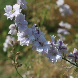 Larkspur - Smokey Eyes (Organic) ***NEW FOR 2026***