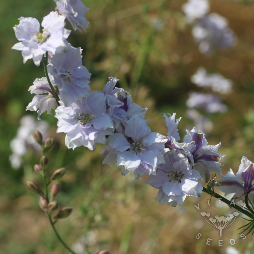 Larkspur - Smokey Eyes (Organic) ***NEW FOR 2026*** - Image 2