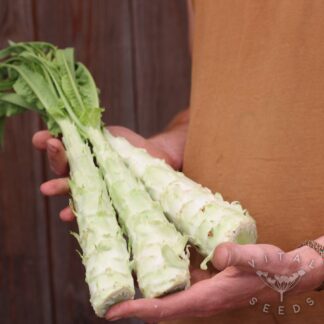 Celtuce (Organic) ***NEW FOR 2026***