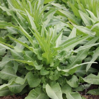 Celtuce (Organic) ***NEW FOR 2026***