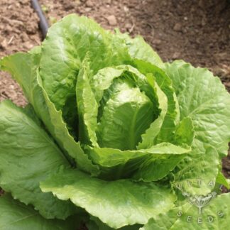 Lettuce - Olga (Organic) ***NEW FOR 2026***