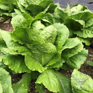 Lettuce - Olga (Organic) ***NEW FOR 2026***