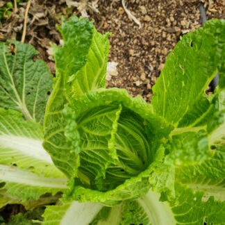 Napa Cabbage - Jeju Island (Organic) ***NEW FOR 2026***