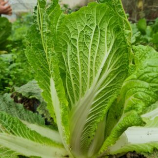 Napa Cabbage - Jeju Island (Organic) ***NEW FOR 2026***