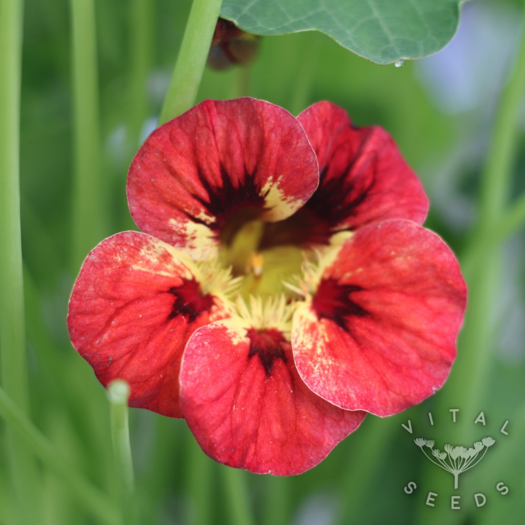 Nasturtium - Bloody Mary (Organic) ***NEW FOR 2026***