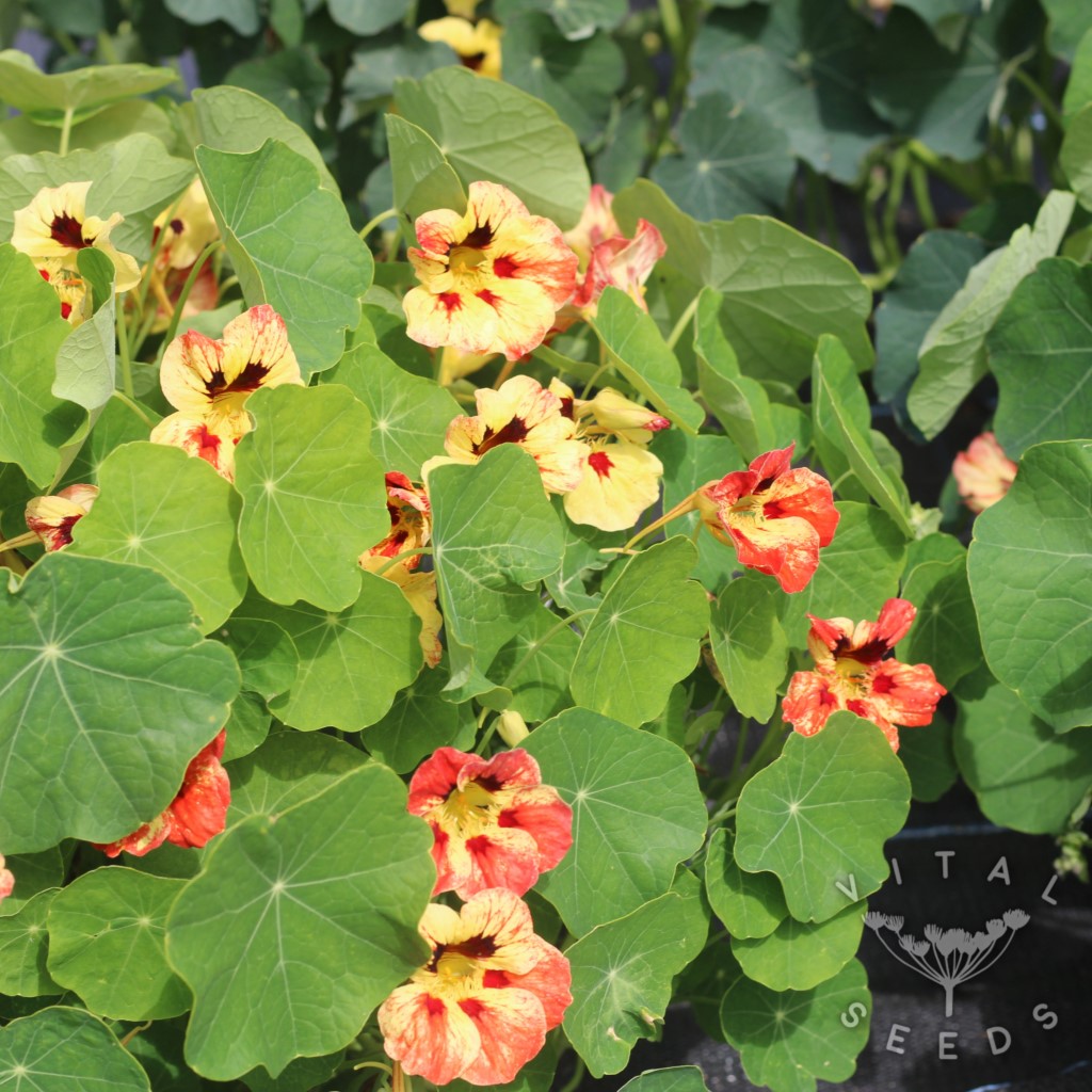 Nasturtium - Bloody Mary (Organic) ***NEW FOR 2026*** - Image 3