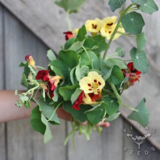 Nasturtium - Bloody Mary (Organic) ***NEW FOR 2026***