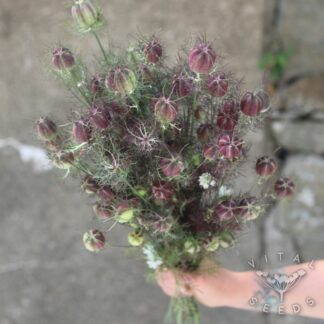 Nigella - Cramers Plum (Organic) ***NEW FOR 2026***