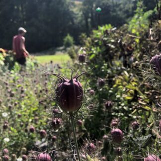 Nigella - Cramers Plum (Organic) ***NEW FOR 2026***