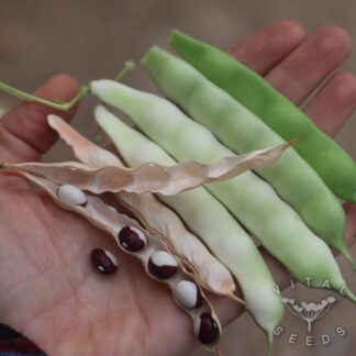 Climbing French Beans - Pea Bean (Organic)