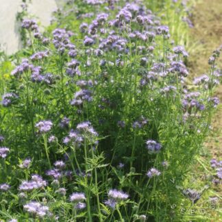 Phacelia  (Organic)