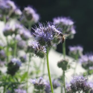 Phacelia  (Organic)