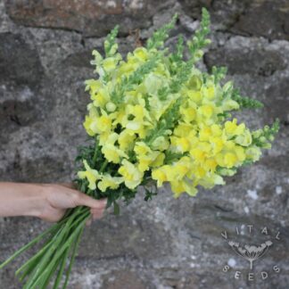 Snapdragon - Canary Bird (Organic) ***NEW FOR 2026***