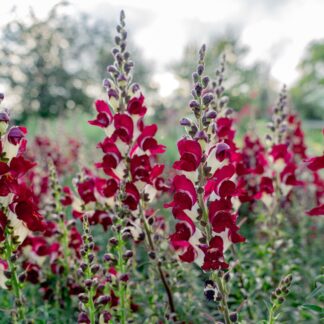 Snapdragon - Night and Day (Organic) ***NEW FOR 2026***