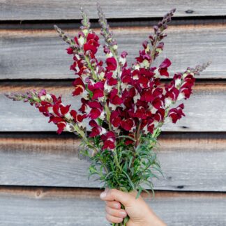 Snapdragon - Night and Day (Organic) ***NEW FOR 2026***