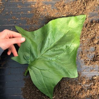 Giant winter Spinach