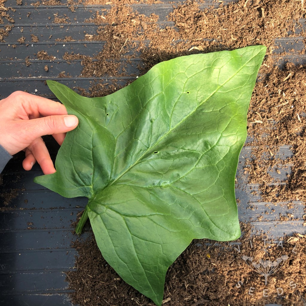 Spinach - Giant winter (Organic) - Image 2