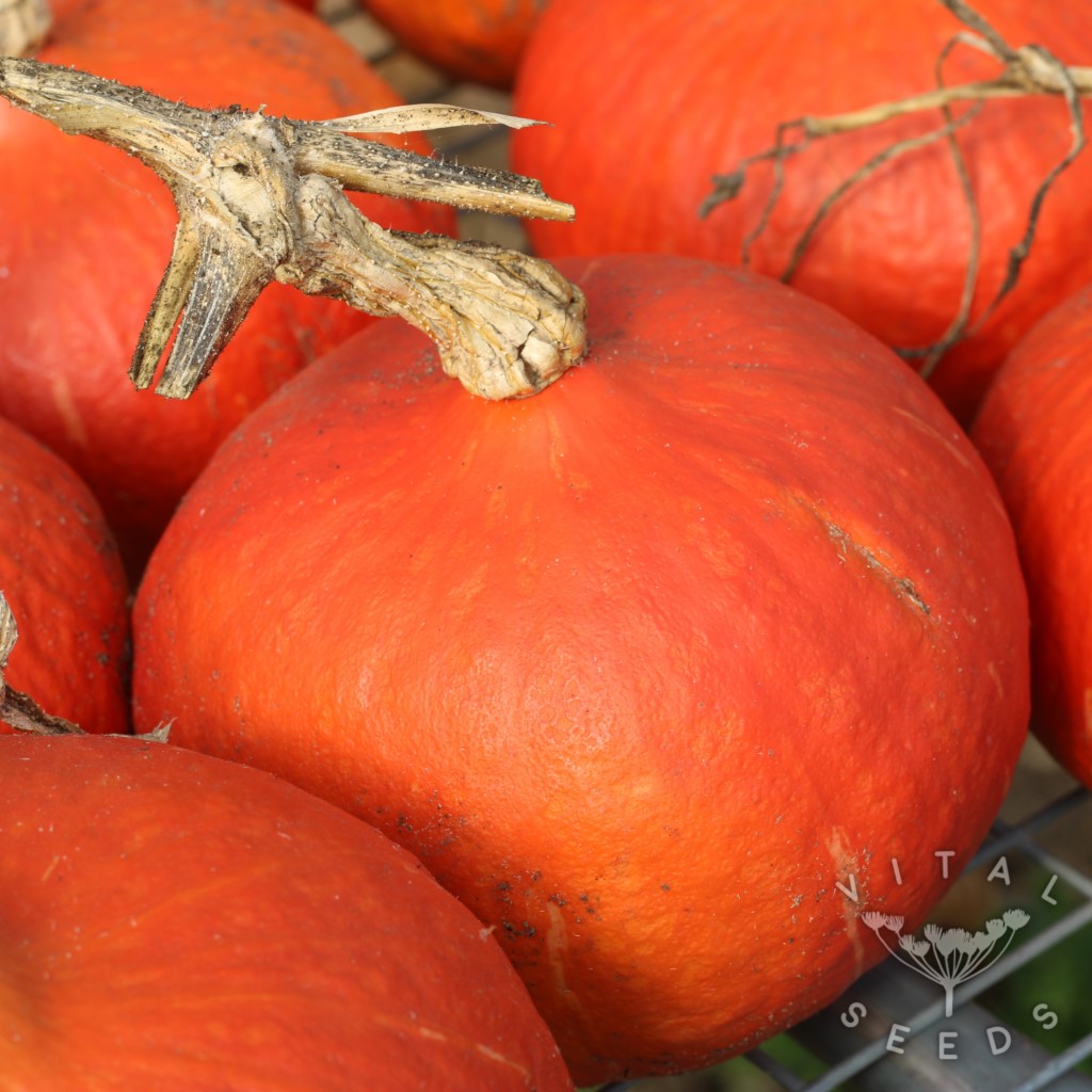 Squash, Winter - Red Kuri (Organic)