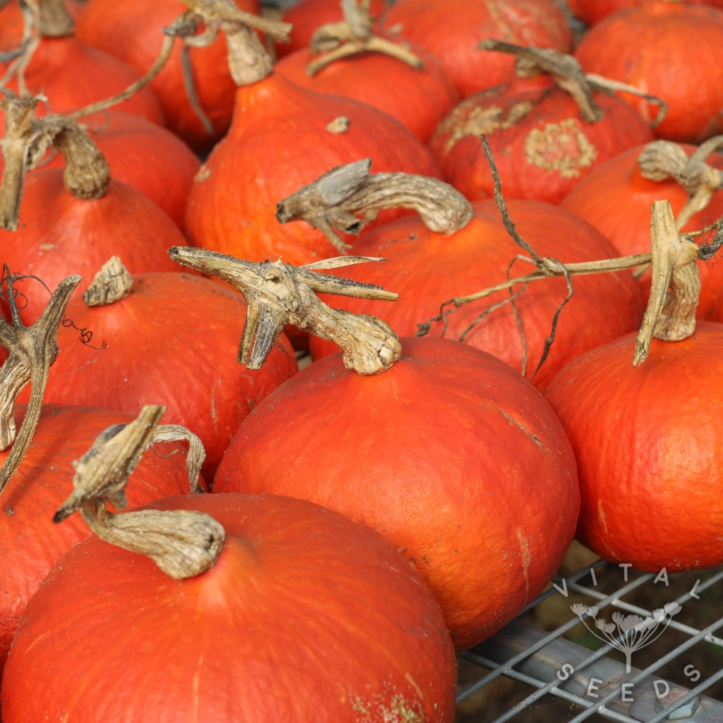 Squash, Winter - Red Kuri (Organic) - Image 4