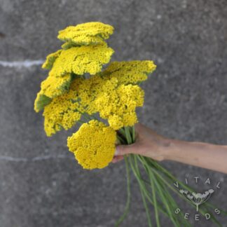 Achillea filipendula - Parkers Variety (Organic) ***NEW FOR 2026***