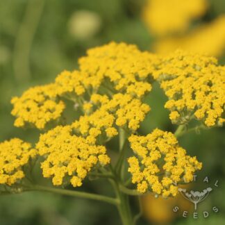 Achillea filipendula Seeds