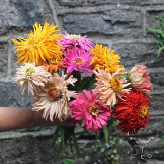 Zinnia - Tidepool (Organic) ***NEW FOR 2026***