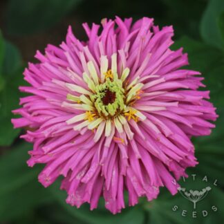 Zinnia - Tidepool (Organic) ***NEW FOR 2026***