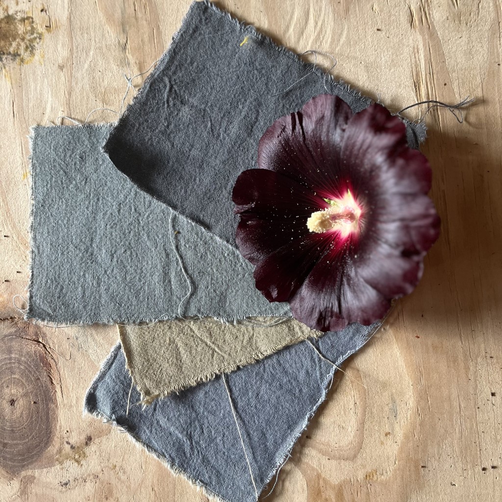 Black Hollyhock (Organic) ***NEW FOR 2026*** - Image 2