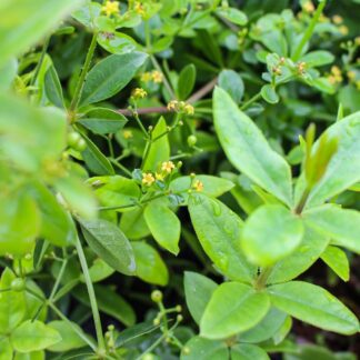 Madder (Organic) ***NEW FOR 2026*** (Copy)