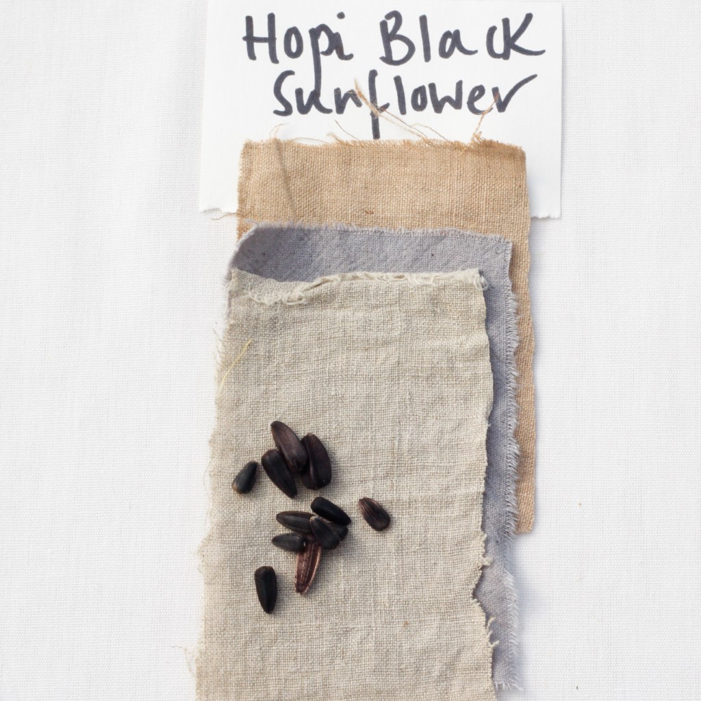 Sunflower - Hopi Black (Organic) - Image 5