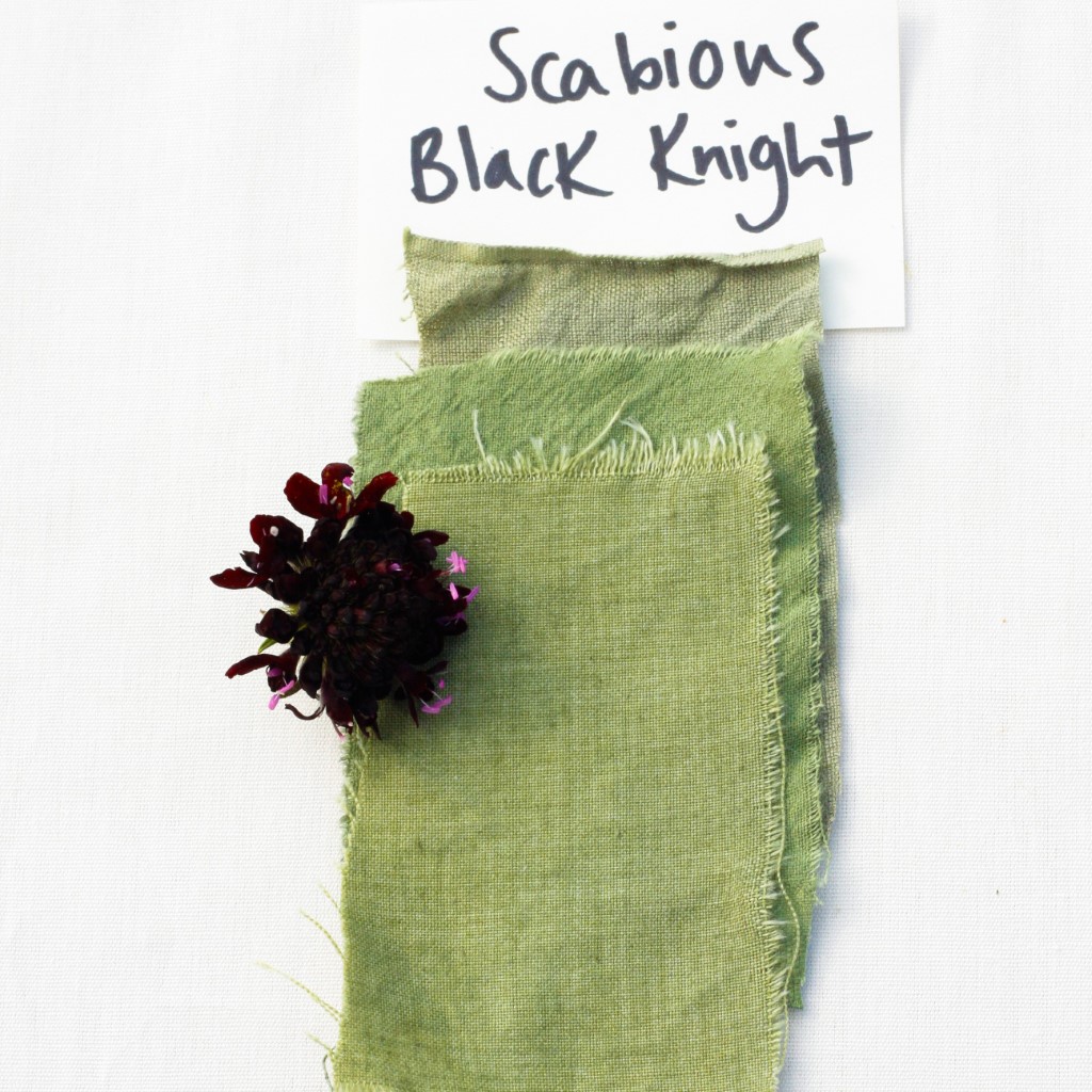Scabiosa - Black Knight (Organic) - Image 5