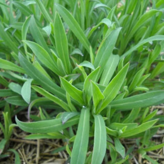 Stridolo (Organic) ***NEW FOR 2026***