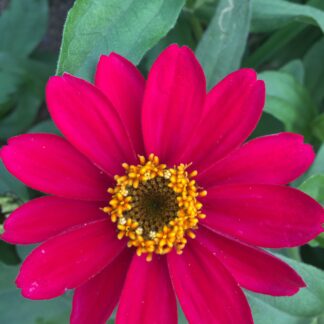 Dwarf Mix Zinnia