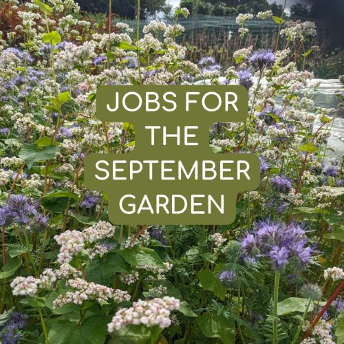 Jobs for September garden