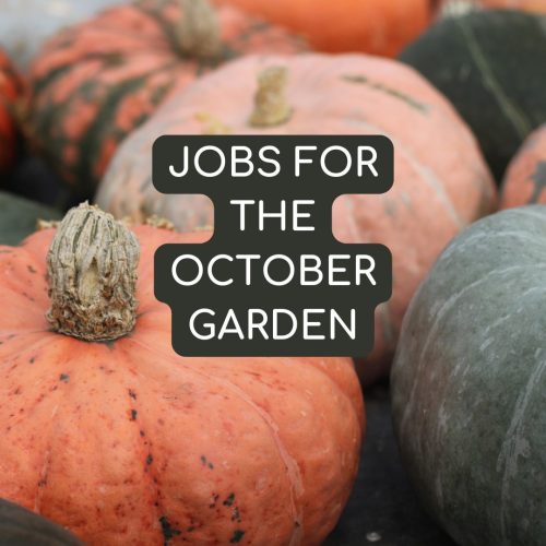 Jobs for October garden