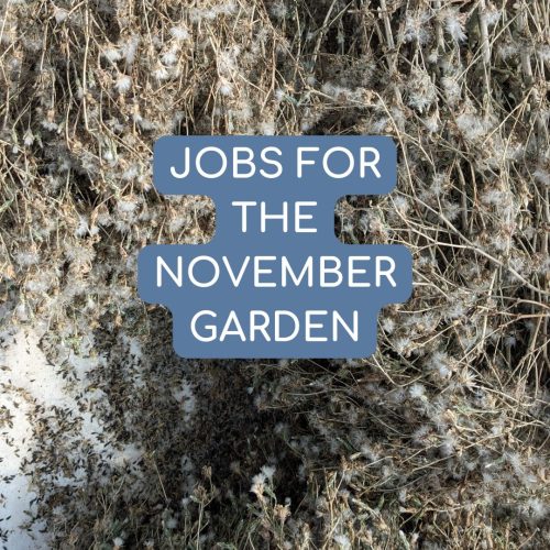 Jobs for November garden